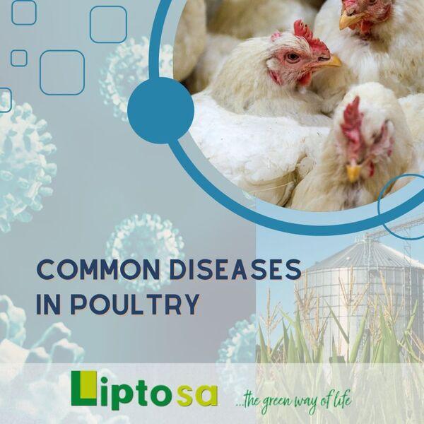 Common diseases in Poultry - Image 1