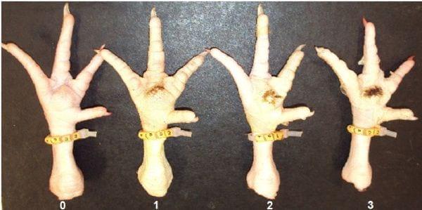 Incidence of contact pododermatitis in broilers subjected to heat stress - Image 2