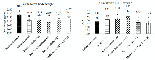 Figure 1 - Effect of multi-strain probiotics on body weight (left) and feed conversion ratio - FCR (right). Bars with different superscripts indicate significant differences (P < 0.05).