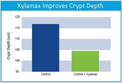 The Effects of Xylanase on Poultry Gut Health - Image 4