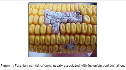 GMOs and Corn Mycotoxins - Image 1