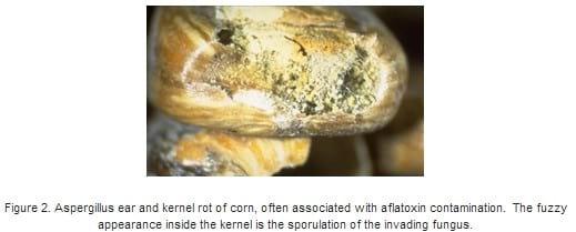 GMOs and Corn Mycotoxins - Image 2