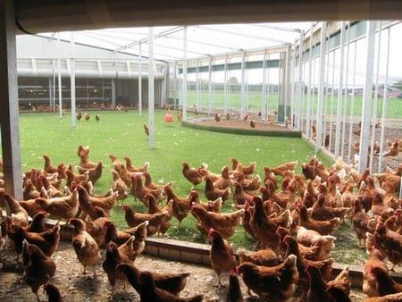 Poultry welfare in different production systems - Image 7