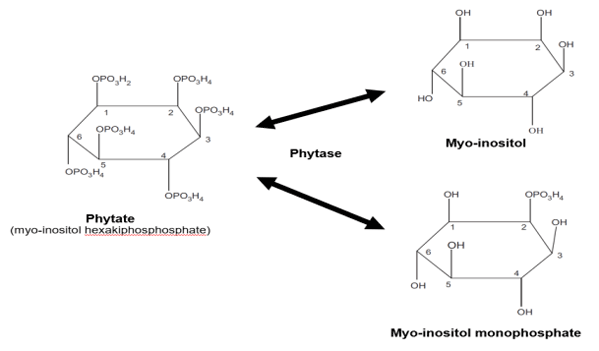 Figure 2. Schematic action of phytase enzyme on phytate substrate