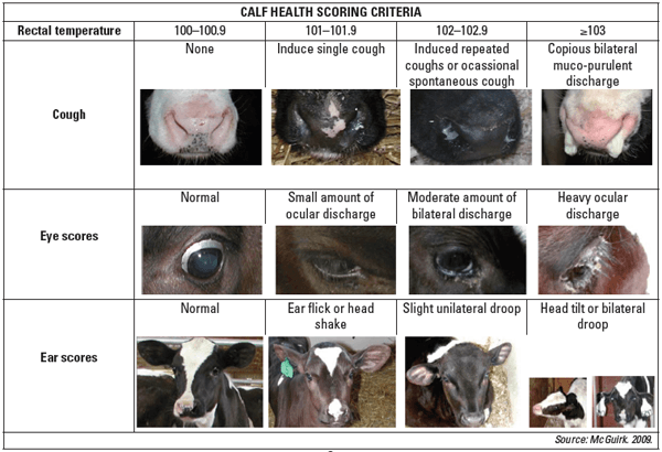 Respiratory Disease in Young Dairy Calves - Image 2