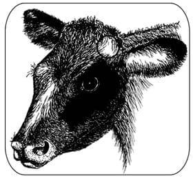 Dehorning of Calves - Image 3