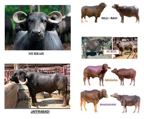 Breeds of cattle and buffalo in India - Image 4