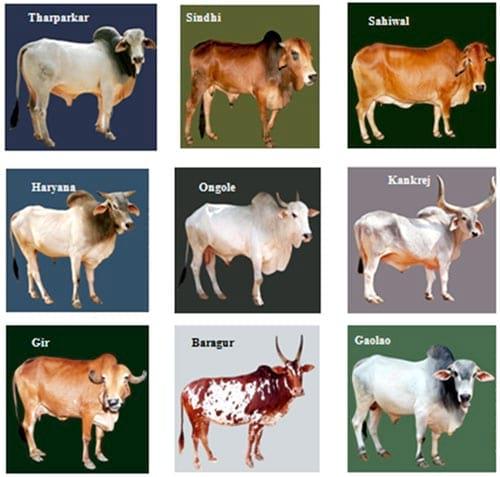 Breeds of cattle and buffalo in India - Image 2