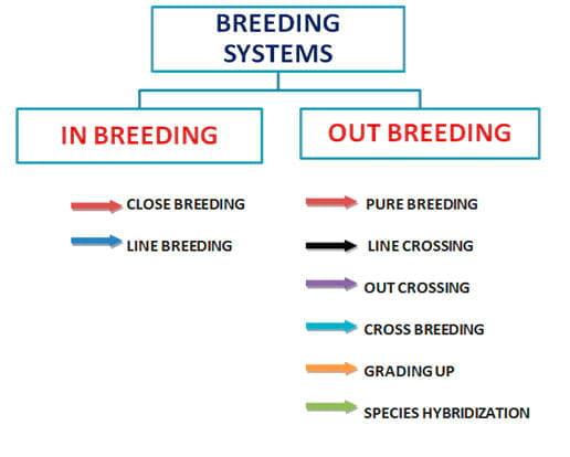 Breeding Methods in Dairy Cattle - Image 1