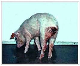 Swine Dysentery Too Costly to Live With - Image 2