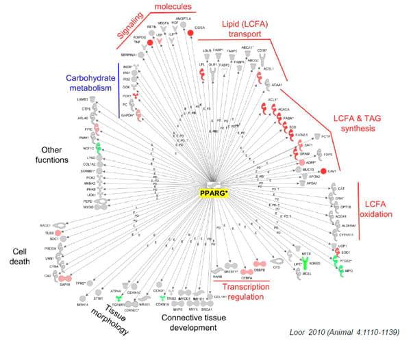 Nutritional Genomics: from Functional Gene Networks to Feedbunk - Image 3