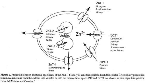 The Importance of Zinc in Animal Health - Image 10