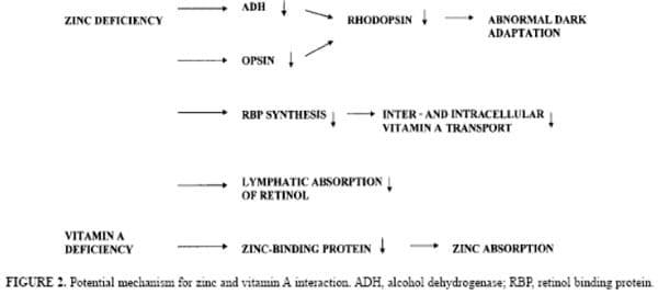 The Importance of Zinc in Animal Health - Image 17