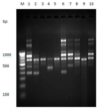 To evaluate genetic variation within and among the two different stocks of Catla catla in Orissa based on RAPD profiles - Image 3