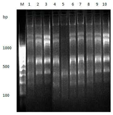 To evaluate genetic variation within and among the two different stocks of Catla catla in Orissa based on RAPD profiles - Image 10