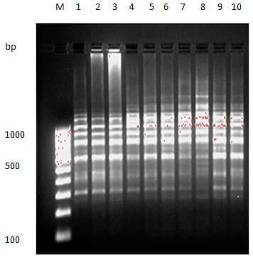 To evaluate genetic variation within and among the two different stocks of Catla catla in Orissa based on RAPD profiles - Image 7