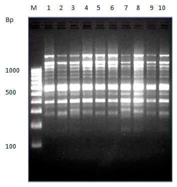 To evaluate genetic variation within and among the two different stocks of Catla catla in Orissa based on RAPD profiles - Image 5