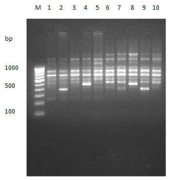 To evaluate genetic variation within and among the two different stocks of Catla catla in Orissa based on RAPD profiles - Image 8