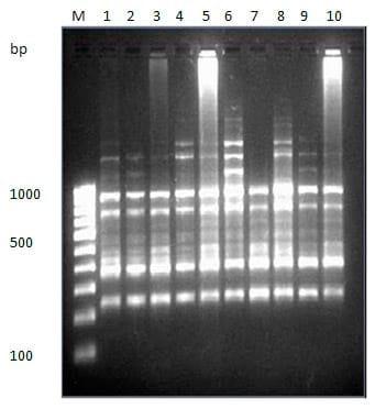 To evaluate genetic variation within and among the two different stocks of Catla catla in Orissa based on RAPD profiles - Image 4