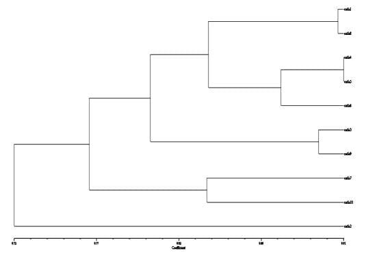 To evaluate genetic variation within and among the two different stocks of Catla catla in Orissa based on RAPD profiles - Image 6