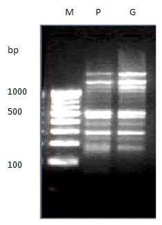 To evaluate genetic variation within and among the two different stocks of Catla catla in Orissa based on RAPD profiles - Image 15