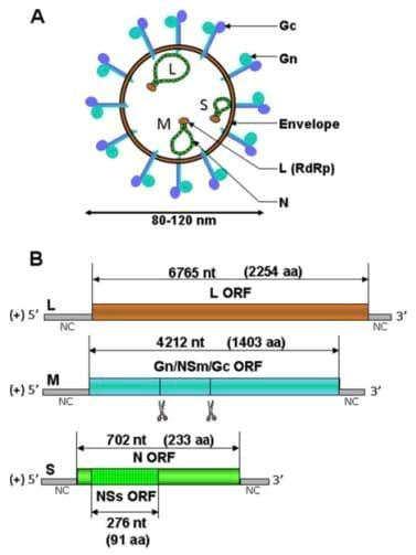 Epidemiology, Molecular Virology and Diagnostics of Schmallenberg Virus, an Emerging Orthobunyavirus in Europe - Image 1