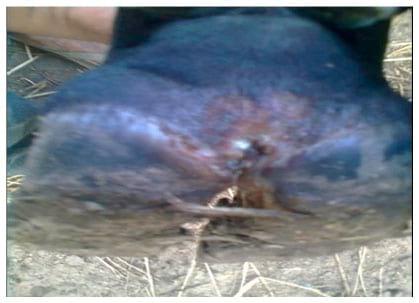Topical application of Charmil plus gel for treatment of FMD Myiasis: A case report - Image 2