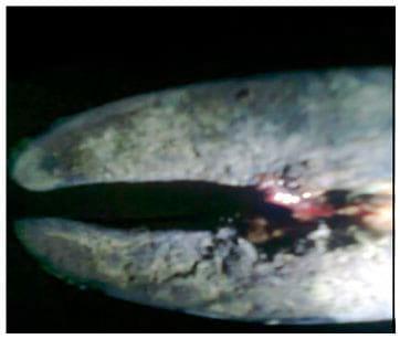 Topical application of Charmil plus gel for treatment of FMD Myiasis: A case report - Image 1