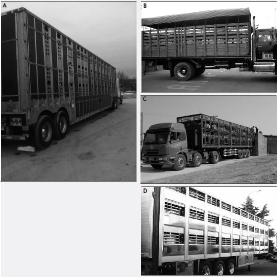 Market Pig Transport - Image 1