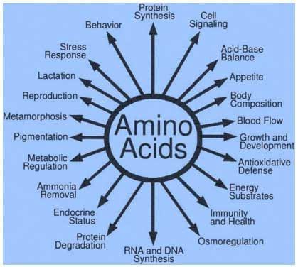 Amino Acids in Swine Nutrition - Image 2