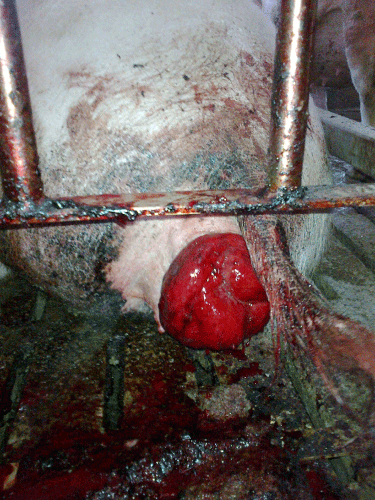 Rectal Prolapse in Pregnant Sows due to Stall Housing - Image 2