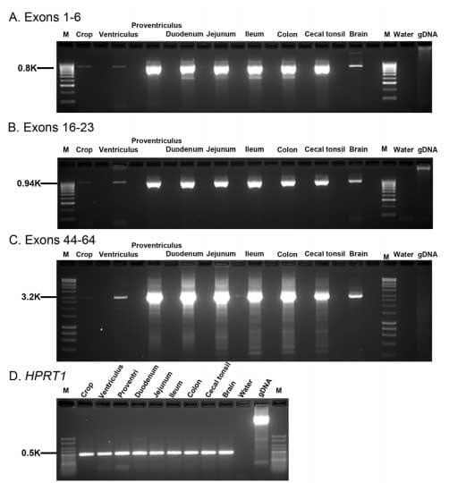 Cloning, Annotation and Developmental Expression of the Chicken Intestinal MUC2 Gene - Image 10