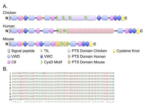 Cloning, Annotation and Developmental Expression of the Chicken Intestinal MUC2 Gene - Image 13