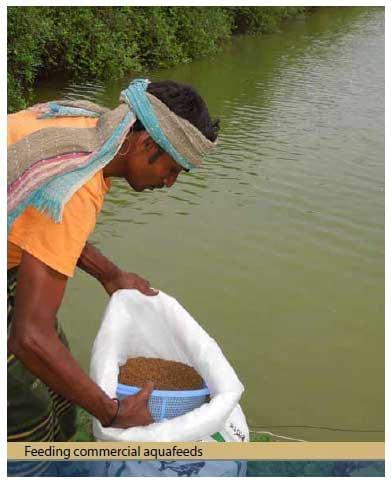 Improving aquaculture feed in Bangladesh: From feed ingredients to farmer profit to safe consumption - Image 5