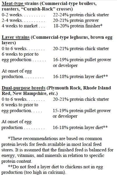 Basics for Raising Backyard Chickens - Image 6