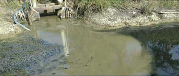 Microbial dynamics in shrimp ponds - Image 3
