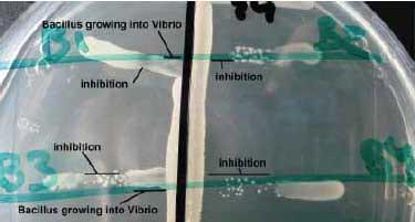 Microbial dynamics in shrimp ponds - Image 4