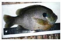 Bluegill Sunfish Production in Missouri - Image 2
