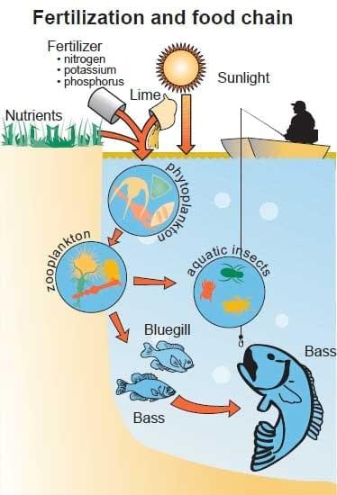 Bluegill Sunfish Production in Missouri - Image 7