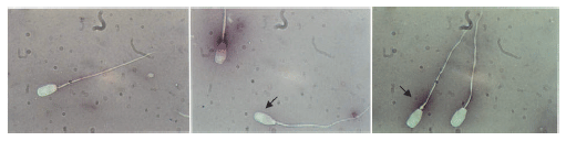 Artificial Insemination in Pigs - Image 2