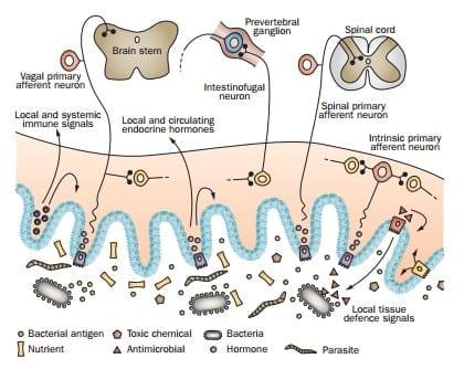 The Gut as a Sensory Organ - Image 1