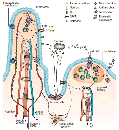 The Gut as a Sensory Organ - Image 2