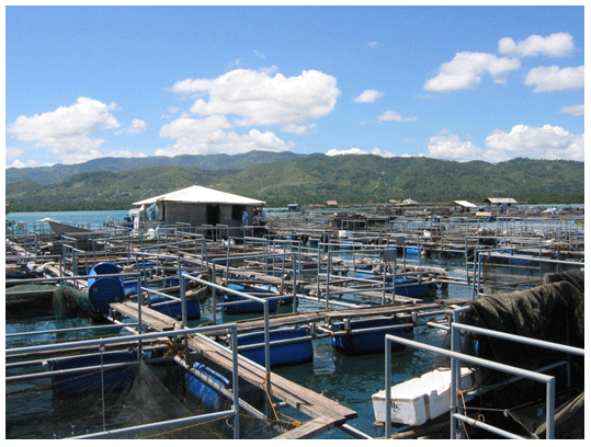 Dietary potassium diformate (KDF) improves performance of milkfish, Chanos chanos, from mariculture in the Philippines* - Image 1
