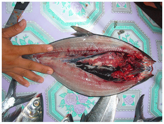 Dietary potassium diformate (KDF) improves performance of milkfish, Chanos chanos, from mariculture in the Philippines* - Image 5