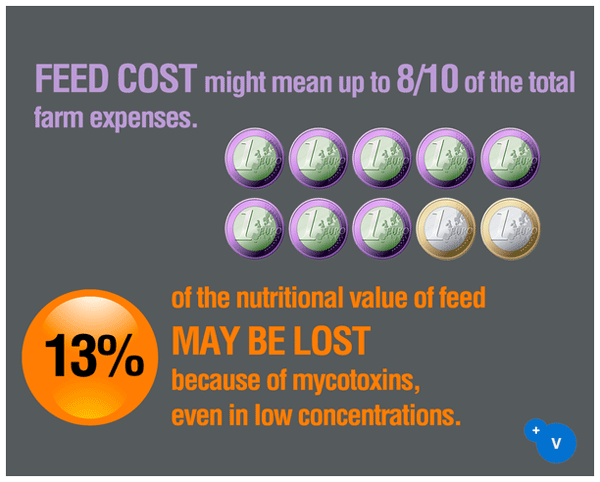 Why mycotoxins make you lose the money invested in feed? - Image 1