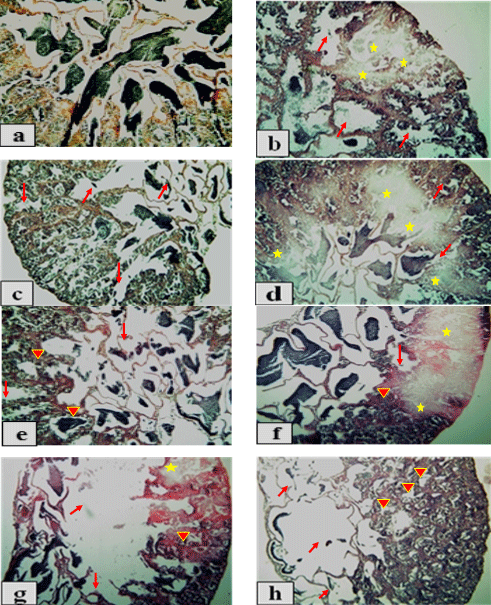 Pawpaw (Carica papaya) seeds powder in Nile tilapia (Oreochromis niloticus) diets: 2 Liver status, sexual hormones and histological structure of the gonads - Image 7