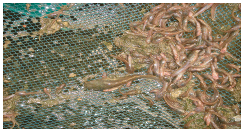 Reducing the Cannibalism among newly hatched African Catfish, Clarias gariepinus, Fry by Grading - Image 7