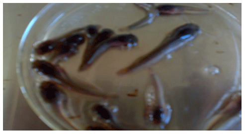Reducing the Cannibalism among newly hatched African Catfish, Clarias gariepinus, Fry by Grading - Image 12