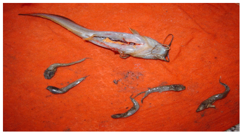 Reducing the Cannibalism among newly hatched African Catfish, Clarias gariepinus, Fry by Grading - Image 10