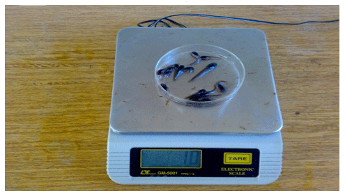 Reducing the Cannibalism among newly hatched African Catfish, Clarias gariepinus, Fry by Grading - Image 13
